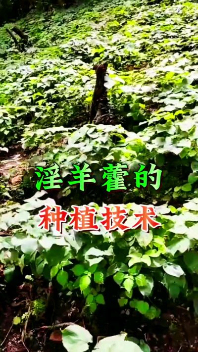 揭秘&ldquo;仙草&rdquo;淫羊藿的种植密码！耐严寒耐贫瘠，林下套种不占耕地，管理简单还能套种其他作物，一亩地的投入两亩地的收益～ 想返乡创业的赶紧码住！ #淫羊藿种植技术 #返乡创业项目 #药材种植指南 #农业新风