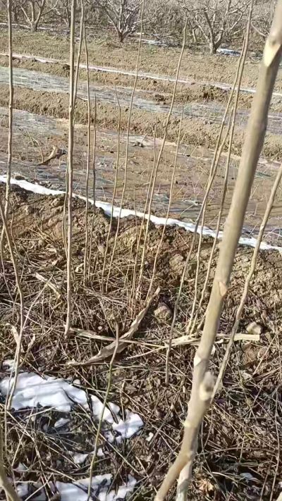 臭椿苗，一年苗，需要联系我，全国包邮到家。18534302961