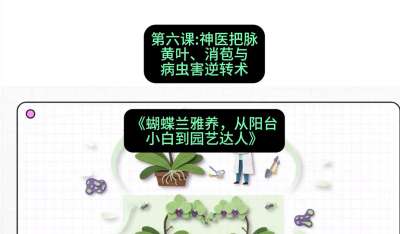 第六节：神医把脉：黄叶、消苞与病虫害逆转术，课程：《蝴蝶兰雅养六讲：从阳台小白到园艺达人》#识农AI