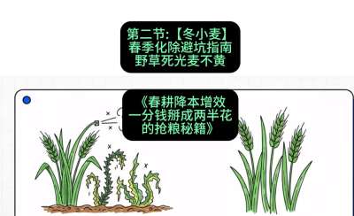 第二节：【冬小麦】春季化除避坑指南，野草死光麦不黄