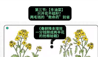第三节：【冬油菜】只开花不结籽？两毛钱的&ldquo;救命药&rdquo;别省