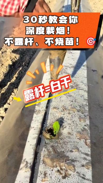 这个栽法太关键了！深栽是烤烟成活的根本，亲测有效！