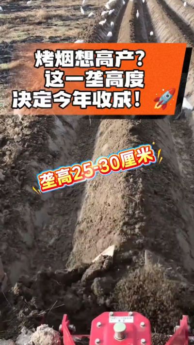 想让烤烟高产，就得从细节抓起。分享一点实打实的干货，只为帮大家少走弯路，种出好烟叶！🌱👍