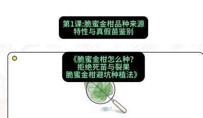 第1节：脆蜜金柑品种来源、特性与真假苗鉴别，课程：《脆蜜金柑怎么种？拒绝死苗与裂果，脆蜜金柑8步避坑种植法》#识农AI
