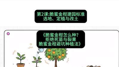 第2节：脆蜜金柑建园标准：选地、定植与改土，课程：《脆蜜金柑怎么种？拒绝死苗与裂果，脆蜜金柑8步避坑种植法》#识农AI