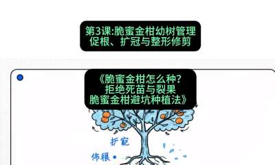 第3节：脆蜜金柑幼树管理：促根、扩冠与整形修剪，课程：《脆蜜金柑怎么种？拒绝死苗与裂果，脆蜜金柑8步避坑种植法》#识农AI
