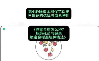 第4节：脆蜜金柑保花保果：三批花的选择与激素使用，课程：《脆蜜金柑怎么种？拒绝死苗与裂果，脆蜜金柑8步避坑种植法》#识农AI