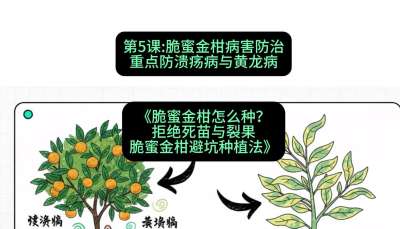 第5节：脆蜜金柑病害防治：重点防溃疡病与黄龙病，课程：《脆蜜金柑怎么种？拒绝死苗与裂果，脆蜜金柑8步避坑种植法》#识农AI