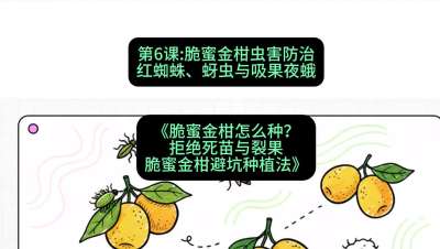 第6节：脆蜜金柑虫害防治：红蜘蛛、蚜虫与吸果夜蛾，课程：《脆蜜金柑怎么种？拒绝死苗与裂果，脆蜜金柑8步避坑种植法》#识农AI