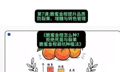 第7节：脆蜜金柑提升品质：防裂果、增糖与转色管理，课程：《脆蜜金柑怎么种？拒绝死苗与裂果，脆蜜金柑8步避坑种植法》#识农AI