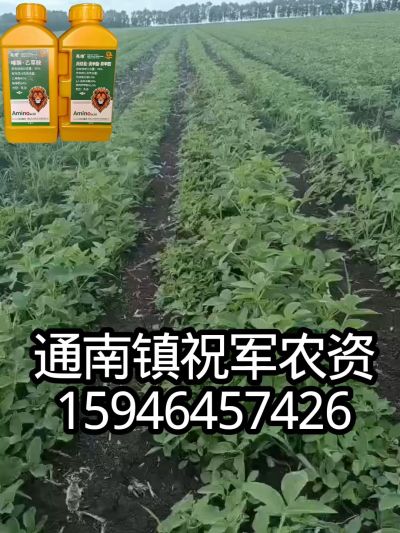 大豆苗前封闭，可封红根苋菜，灰菜，兰花菜，野豆子，捞豆秧等恶性杂草，封杀兼备的高端产品。