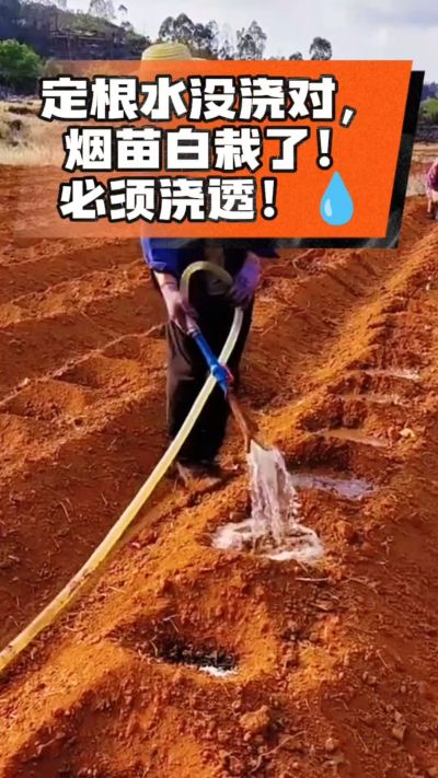定根水没浇对，烟苗白栽啦！必须浇透。