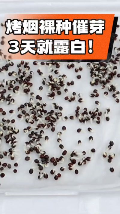 烤烟裸种催芽小技巧，清水浸泡、保温保湿，3天就能露白，出苗快又齐！烟农朋友收藏备用～