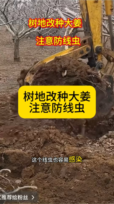 树地改种大姜，注意防线虫！