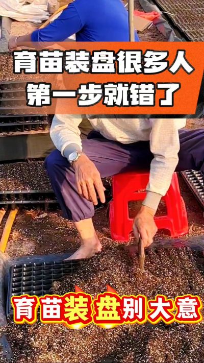 烤烟育苗基质装盘，一步做对，出苗整齐又壮苗！装盘技巧记牢，少走弯路，育苗更省心