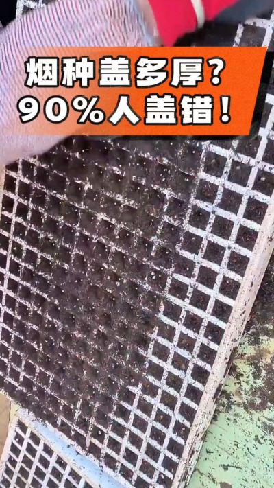 烟种盖多厚？90%烟农都盖错！薄盖才出苗齐、不闷种，烤烟育苗关键一步，照着做就对了