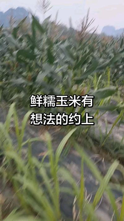 农户种植的白糯玉米大量上市，助农帮农在行动