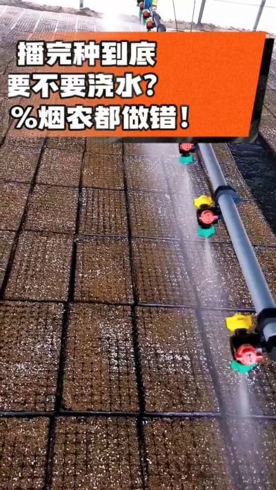 烤烟播完种一定要浇透底水，喷雾慢浇、别大水冲，盘底漏水才算到位，出苗又齐又壮！#烤烟育苗 #烤烟种植 #烟农干货 #育苗技术