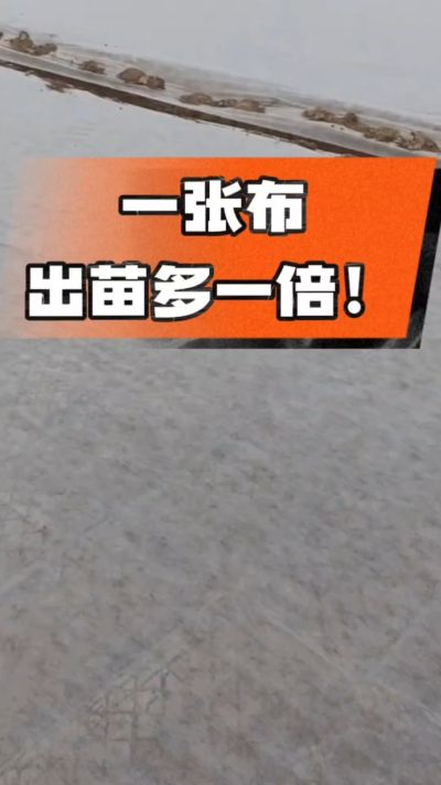 烤烟育苗盖无纺布，保温保湿出苗齐，不烂种、出苗快，烟农必备小技巧！