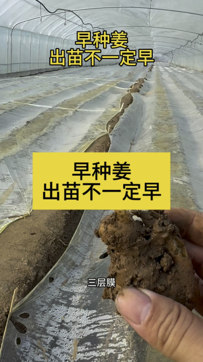 早种姜，出苗不一定早！