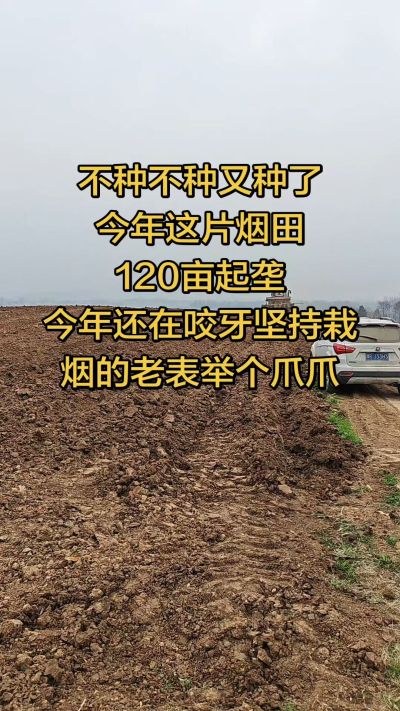 不种不种又种啦，还在咬牙坚持栽烟的老表集合啦！