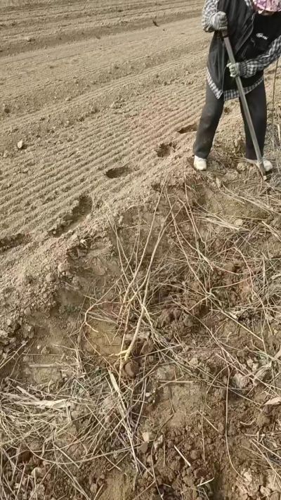 臭椿苗，一年籽播苗，地径0.5/1公分以上。需要联系18534302961