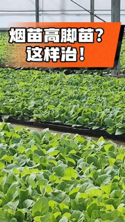 烤烟齐苗期管理关键：精准控温，防高脚苗，培育壮苗好上手！