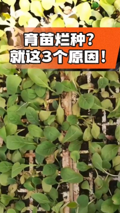 烤烟育苗烂种？3个原因讲清楚！消毒、控水、控温，做到就苗齐苗壮🔥
#烤烟育苗 #烤烟种植 #烂种防治 #烟农