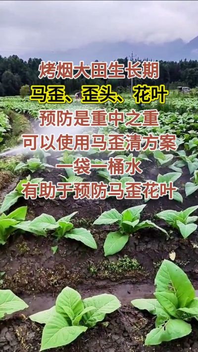 烤烟大田生长期，马歪歪头花叶预防是重中之重，可以使用马歪清方案，一袋一桶水，有助于预防马歪花叶。
烤烟管理早做一步，后期少操心！#烤烟种植#烤烟管理#烤烟大田管理#烤烟病害防治